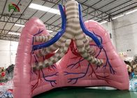 Color carne explote la tienda de la demostración del órgano del modelo del pulmón de la simulación para el estudio médico